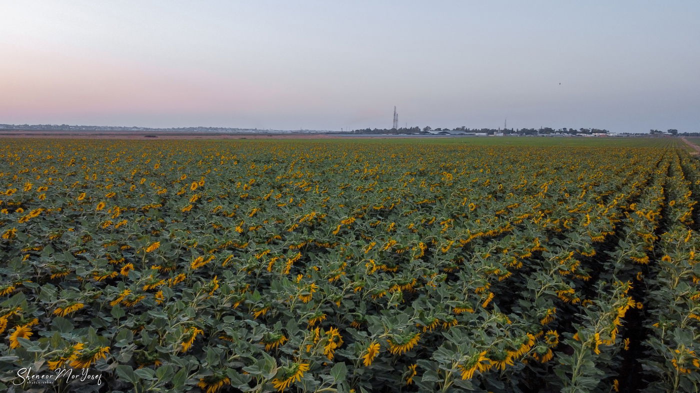 מרהיב: שדות החמניות סמוך לעוטף עזה