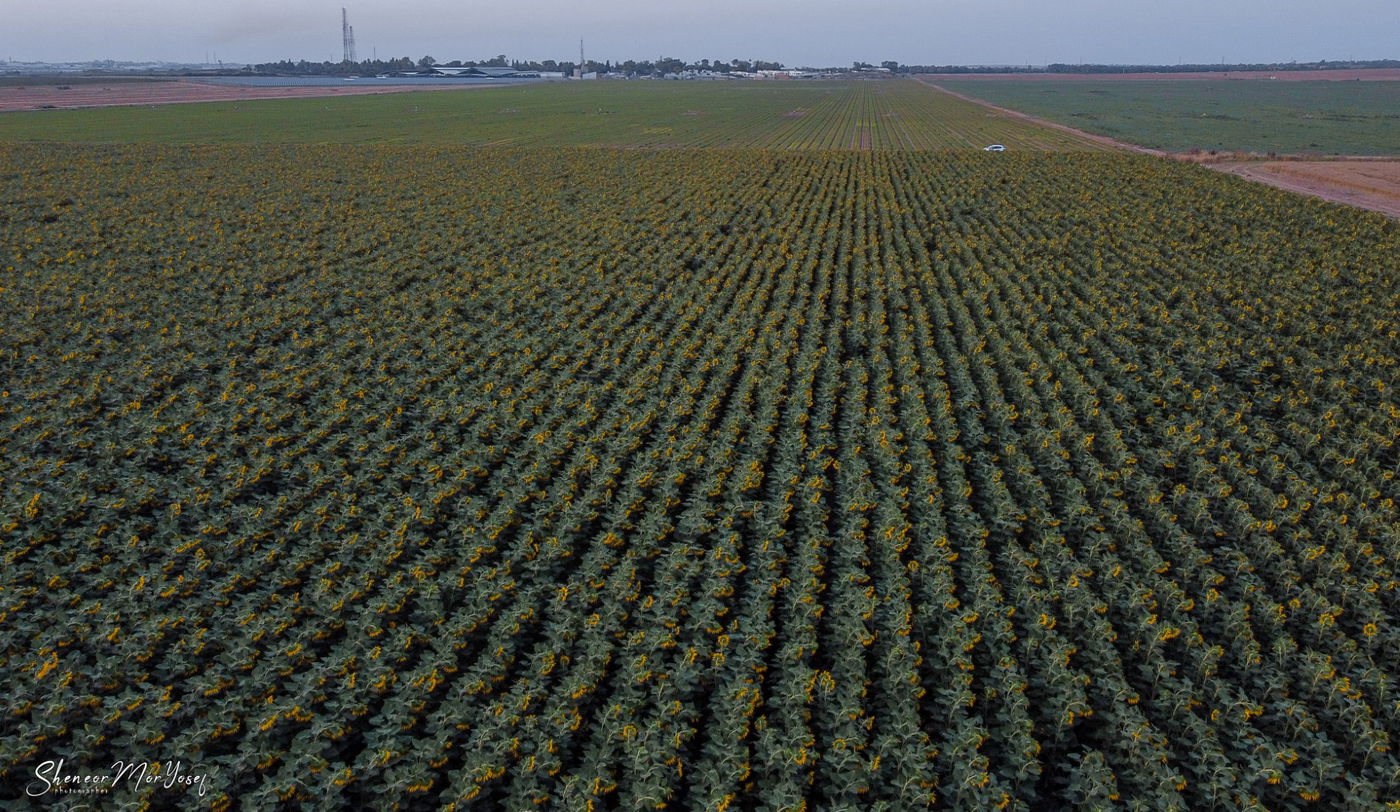 מרהיב: שדות החמניות סמוך לעוטף עזה