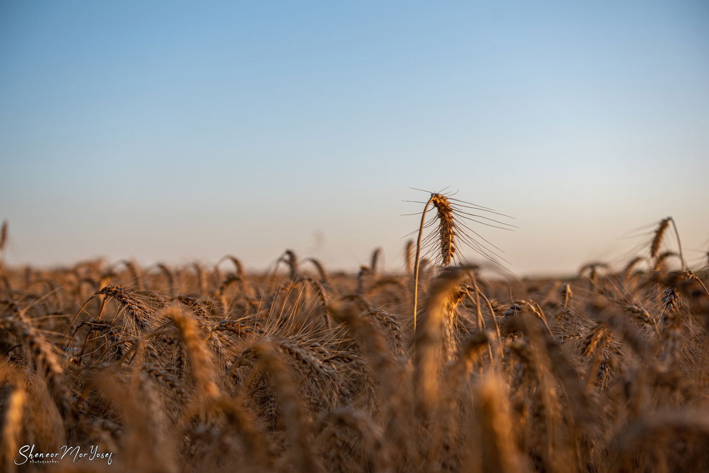 מרהיב: שדות החמניות סמוך לעוטף עזה