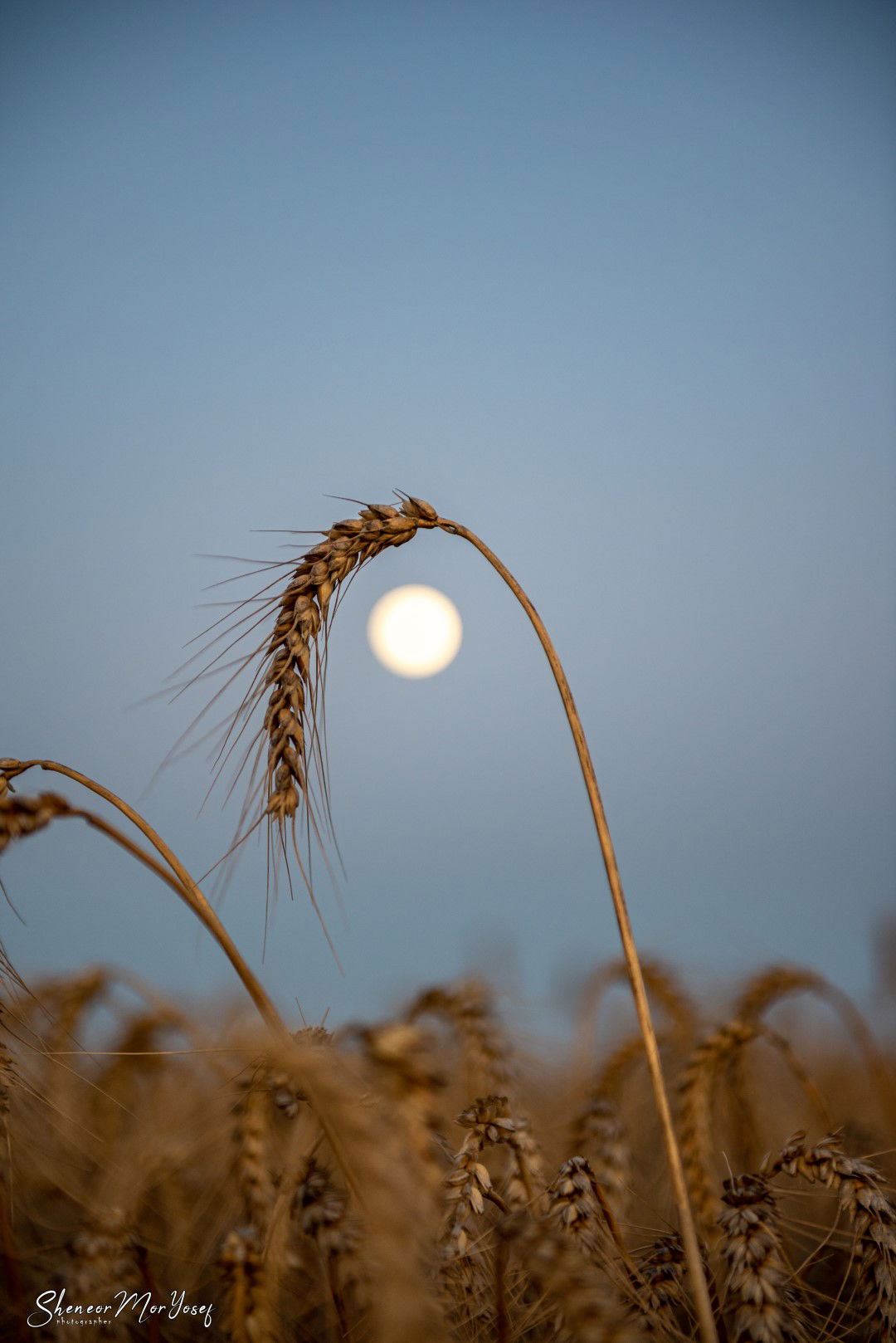 מרהיב: שדות החמניות סמוך לעוטף עזה