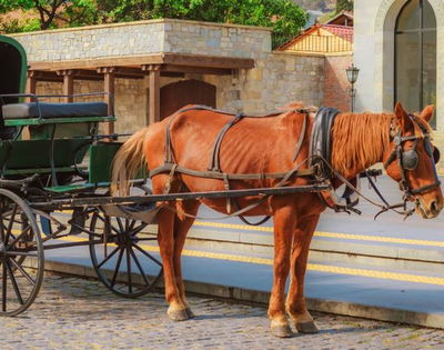 אילוסטרציה