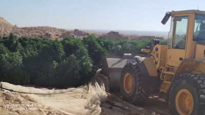 המשטרה השמידה כ-44 אלף שתילי קנאביס