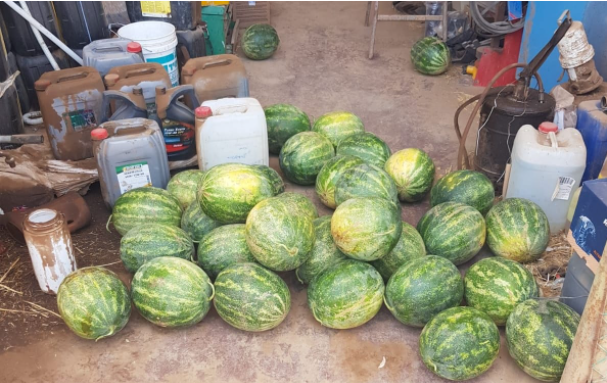 קיבל אישור לקחת 2 אבטיחים וגנב 200 ק"ג