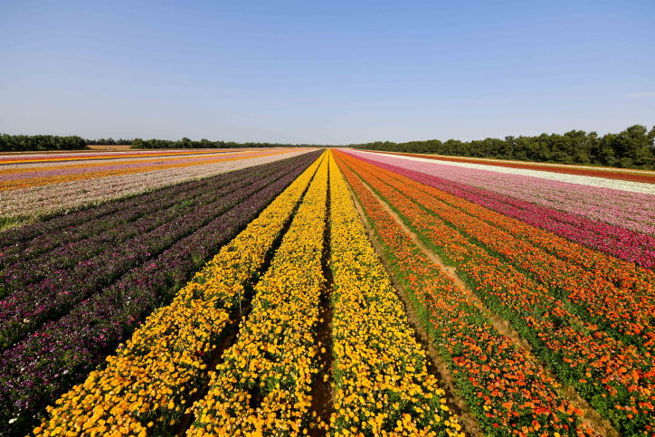 התחזית: תחול ירידה ניכרת בטמפרטורות