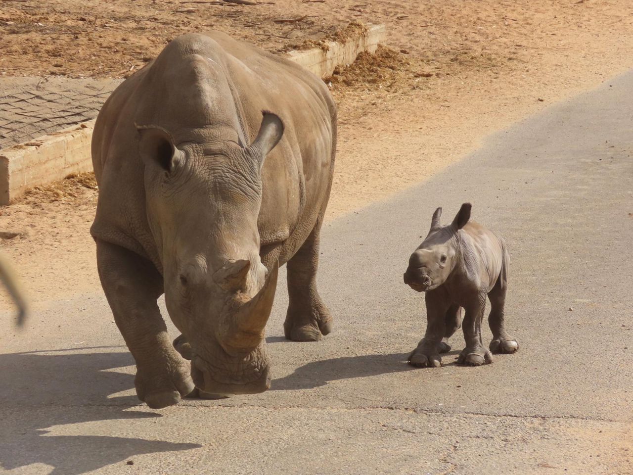 מזל טוב: הקרנף נקרא 'רובי' על שם הנשיא ריבלין