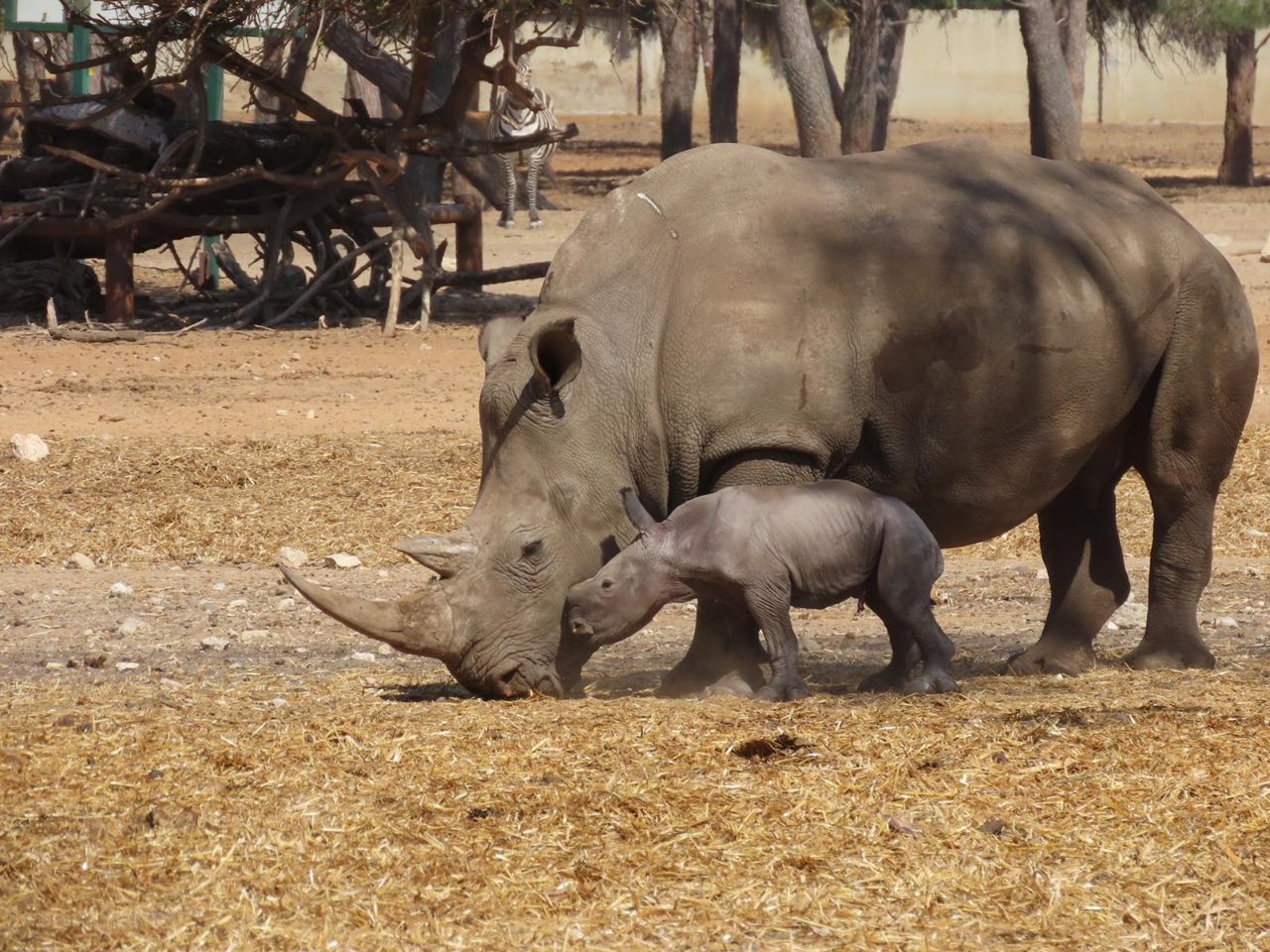 מזל טוב: הקרנף נקרא 'רובי' על שם הנשיא ריבלין