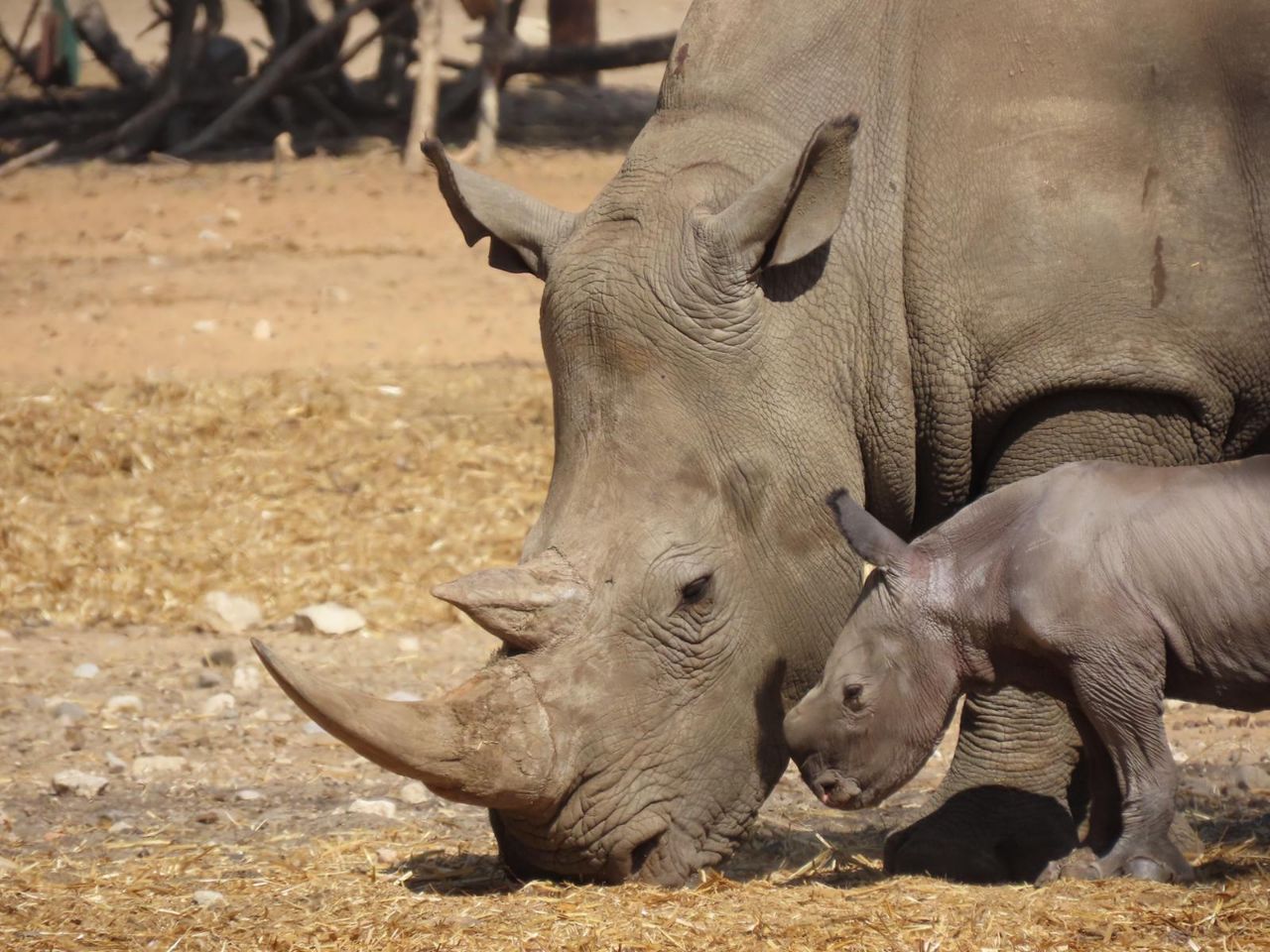 מזל טוב: הקרנף נקרא 'רובי' על שם הנשיא ריבלין