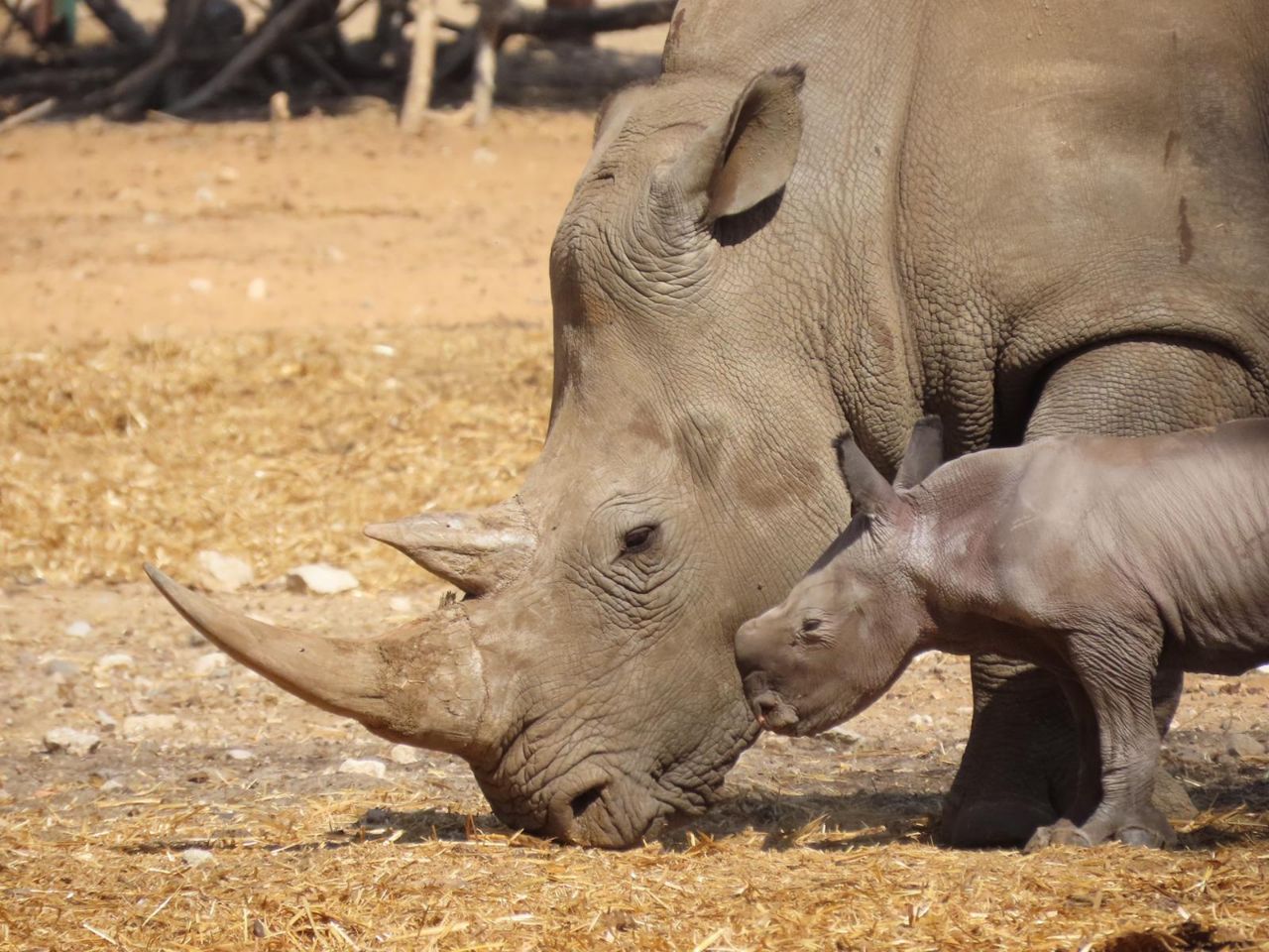 מזל טוב: הקרנף נקרא 'רובי' על שם הנשיא ריבלין