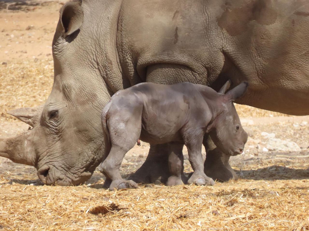 מזל טוב: הקרנף נקרא 'רובי' על שם הנשיא ריבלין