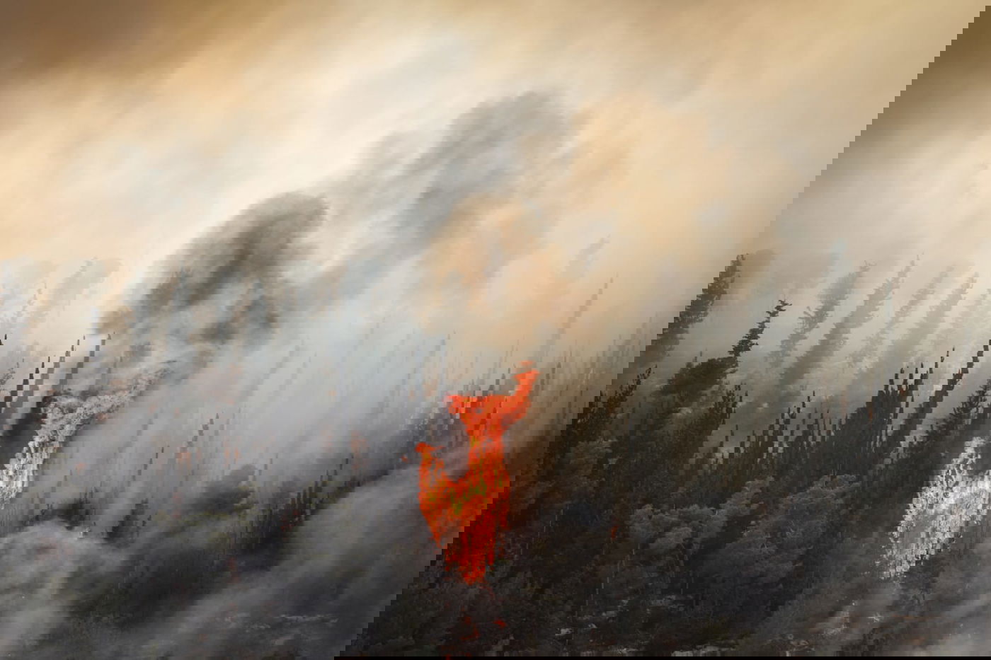 אש בוערת בהרי ירושלים; "הוסרה הסכנה מעל הישובים"