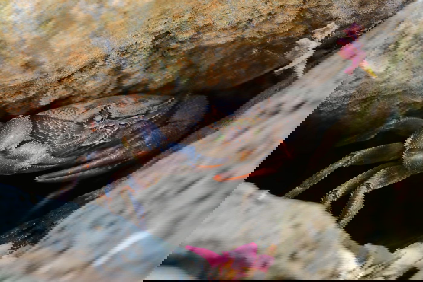 תיעוד: הזרימות המדהימות בנחלי הצפון