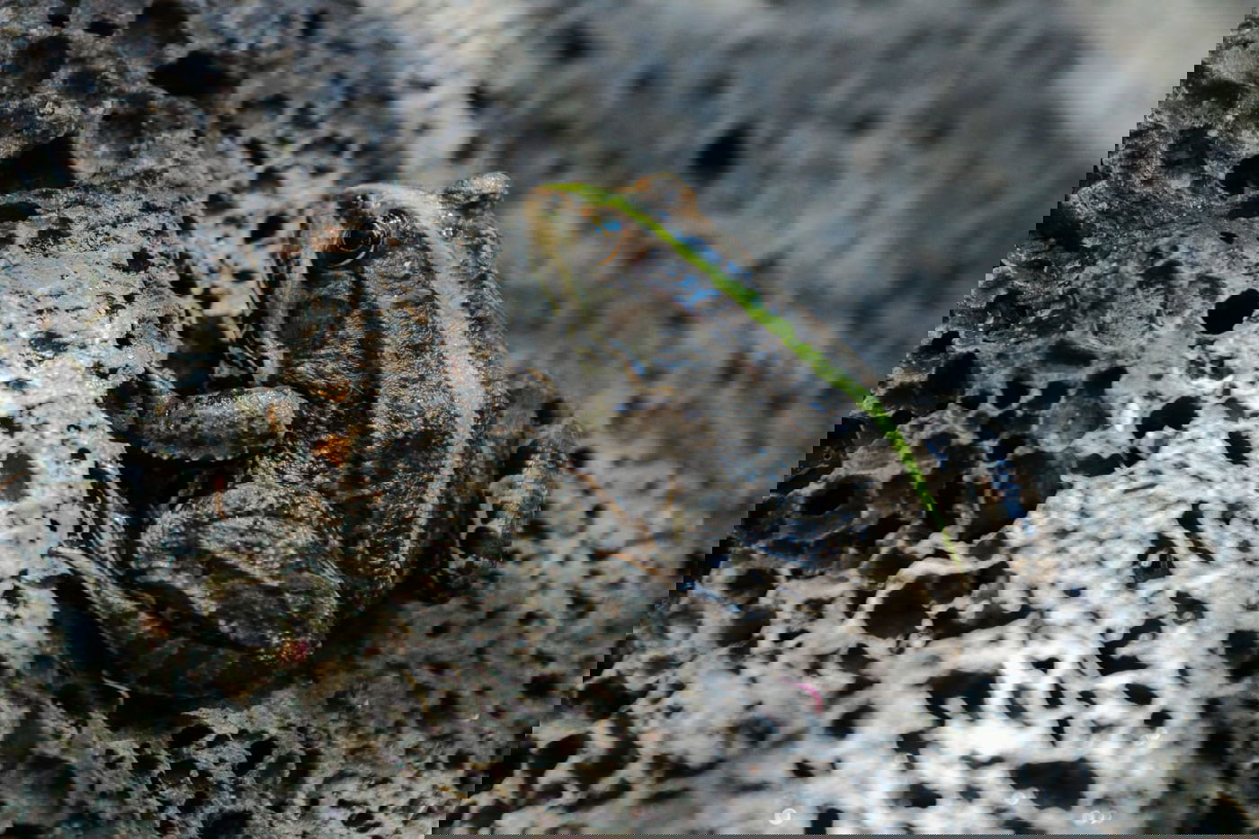 תיעוד: הזרימות המדהימות בנחלי הצפון