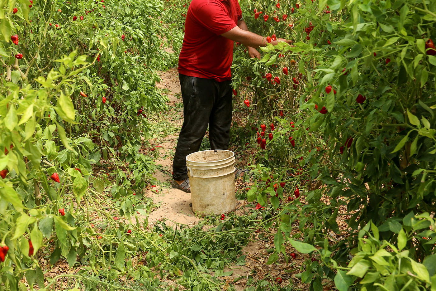 אילוסטרציה