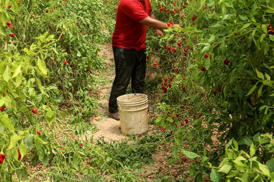 אילוסטרציה