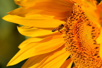 התחזית: בהיר וחם; הטמפרטורות - גבוהות