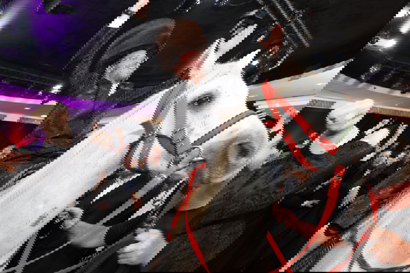 החתן יצא מהחדר ייחוד - והופתע לגלות... סוס