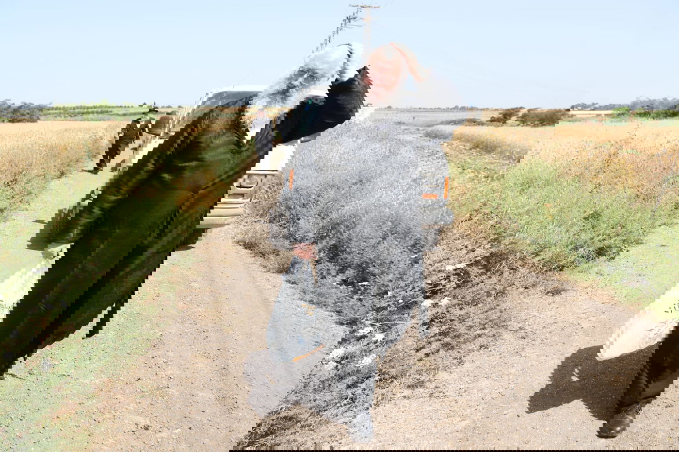 ה'חזונאישניקים' קצרו חיטים • צפו בתיעוד