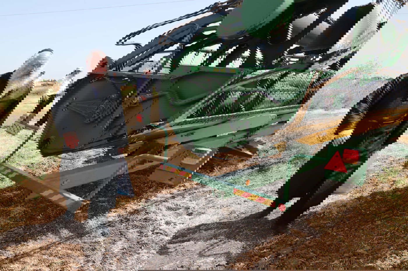 ה'חזונאישניקים' קצרו חיטים • צפו בתיעוד