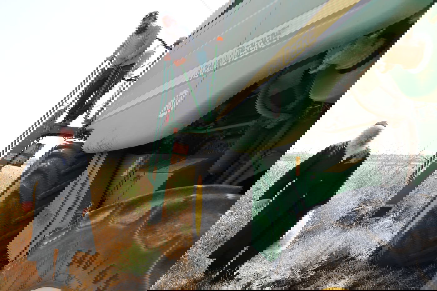 ה'חזונאישניקים' קצרו חיטים • צפו בתיעוד