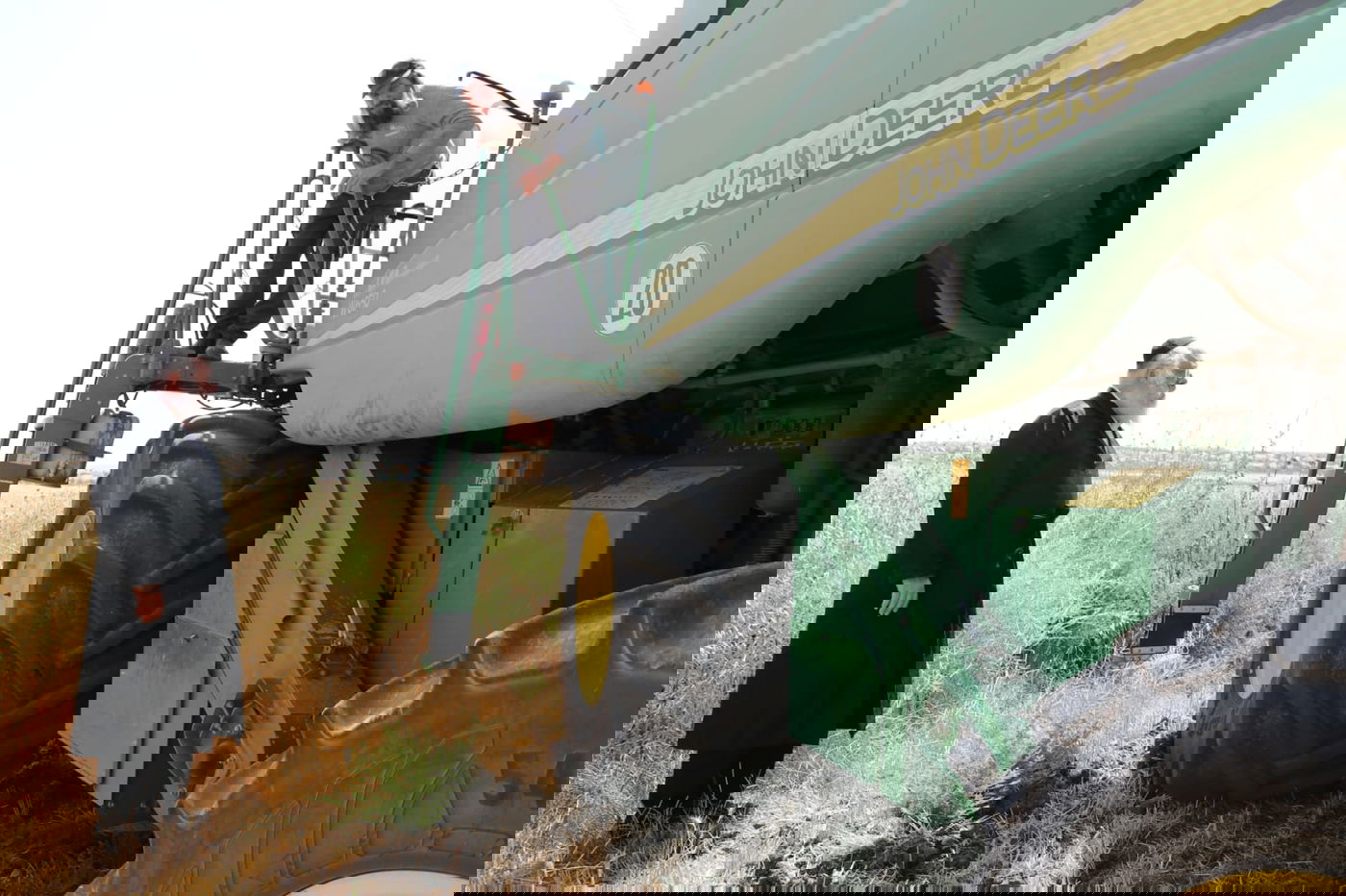 ה'חזונאישניקים' קצרו חיטים • צפו בתיעוד