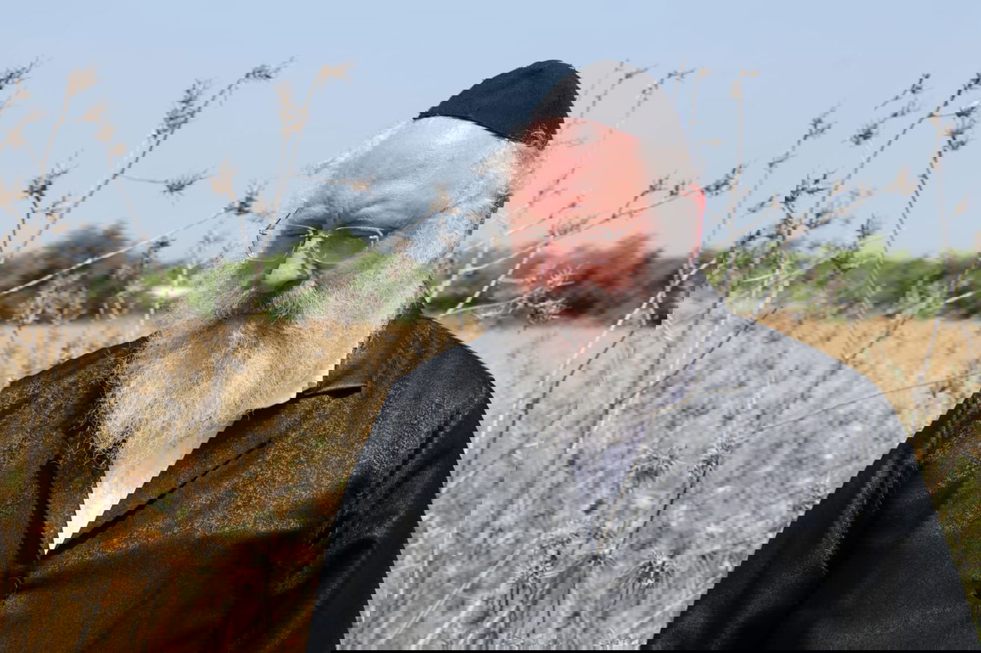 ה'חזונאישניקים' קצרו חיטים • צפו בתיעוד