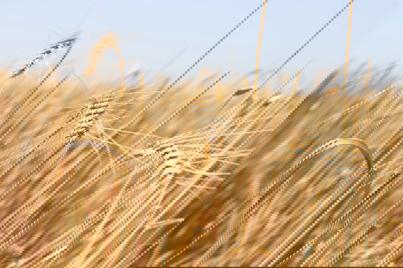 ה'חזונאישניקים' קצרו חיטים • צפו בתיעוד