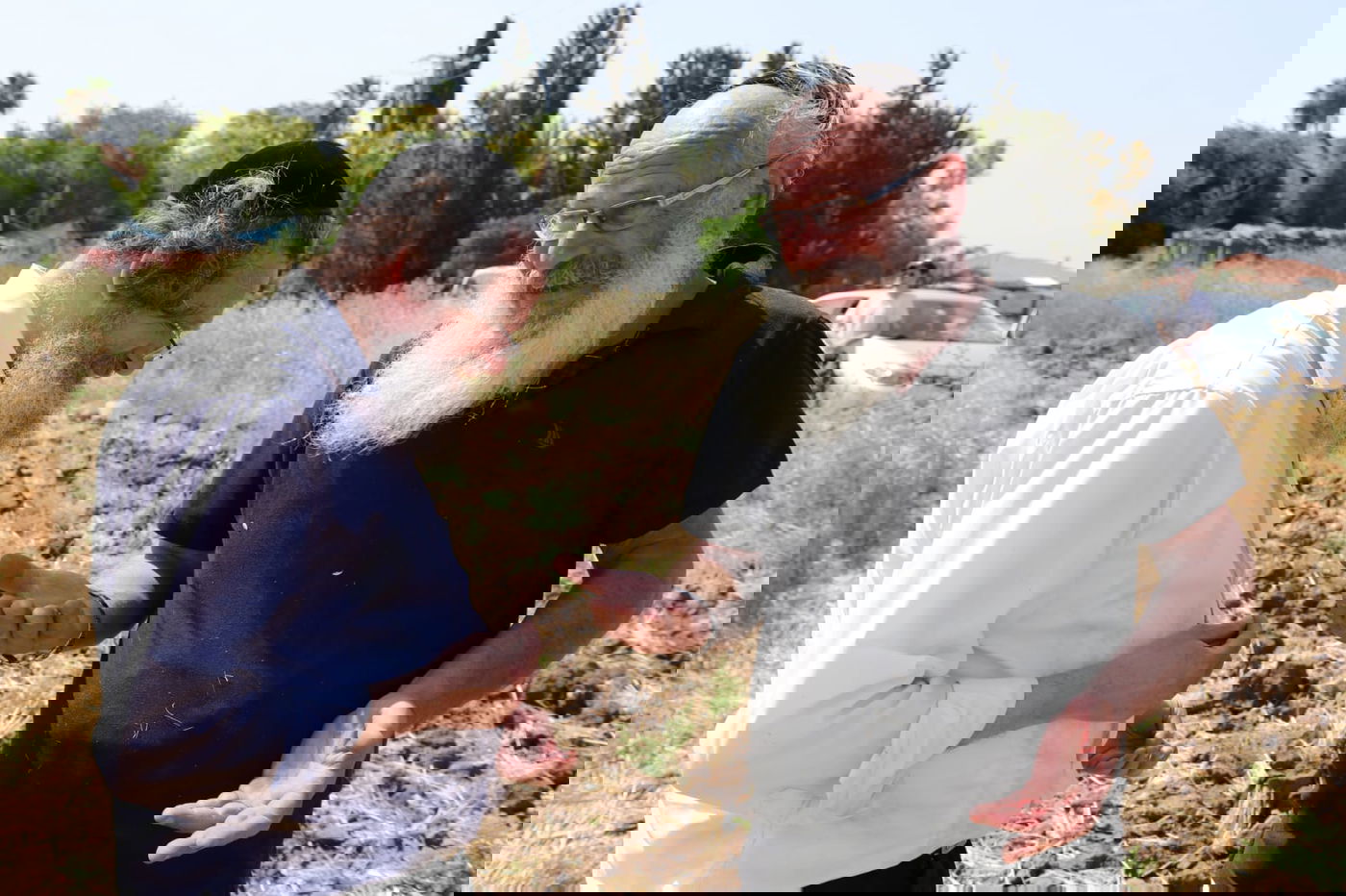 ה'חזונאישניקים' קצרו חיטים • צפו בתיעוד