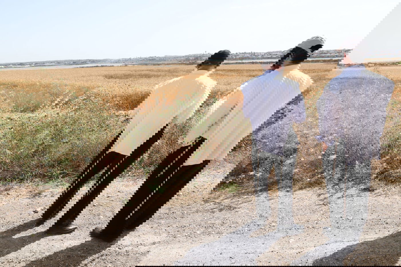 ה'חזונאישניקים' קצרו חיטים • צפו בתיעוד