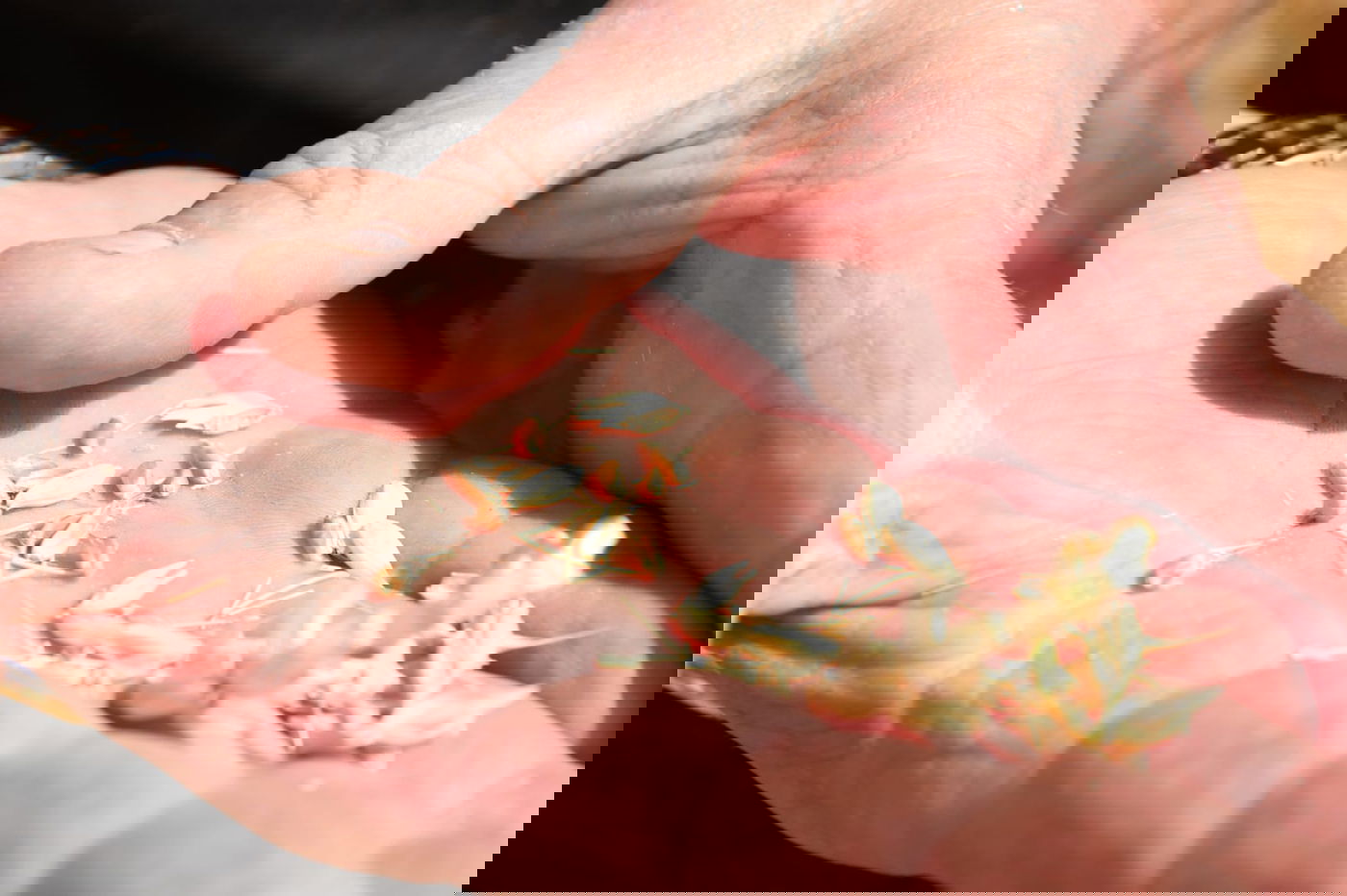 ה'חזונאישניקים' קצרו חיטים • צפו בתיעוד