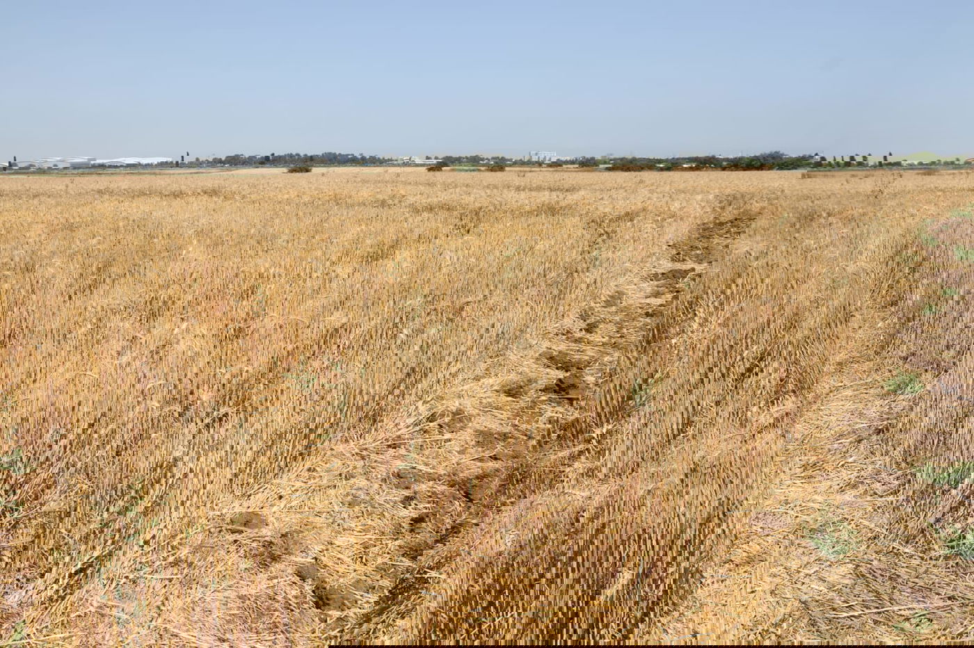 ה'חזונאישניקים' קצרו חיטים • צפו בתיעוד