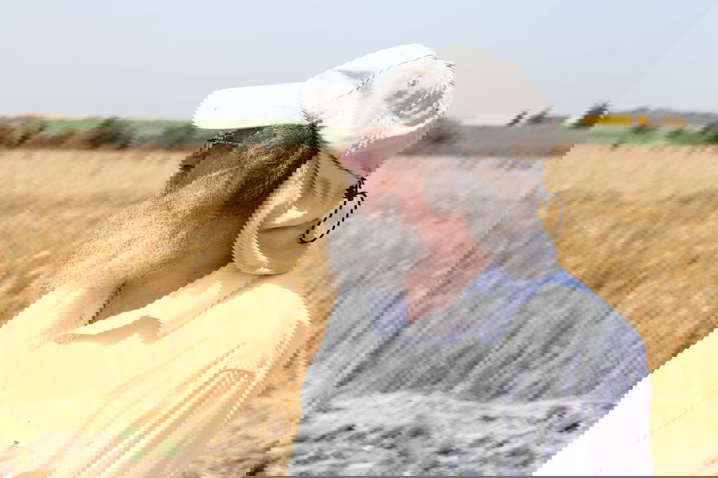 ה'חזונאישניקים' קצרו חיטים • צפו בתיעוד