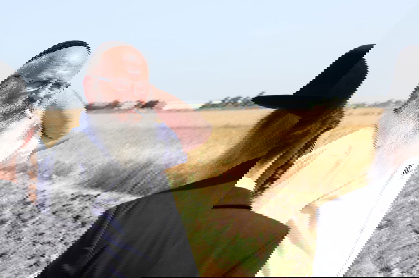 ה'חזונאישניקים' קצרו חיטים • צפו בתיעוד