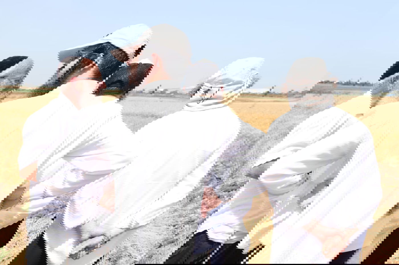 ה'חזונאישניקים' קצרו חיטים • צפו בתיעוד