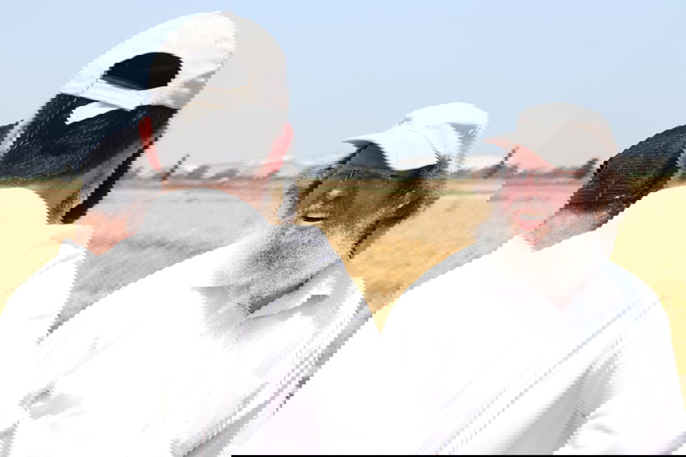 ה'חזונאישניקים' קצרו חיטים • צפו בתיעוד