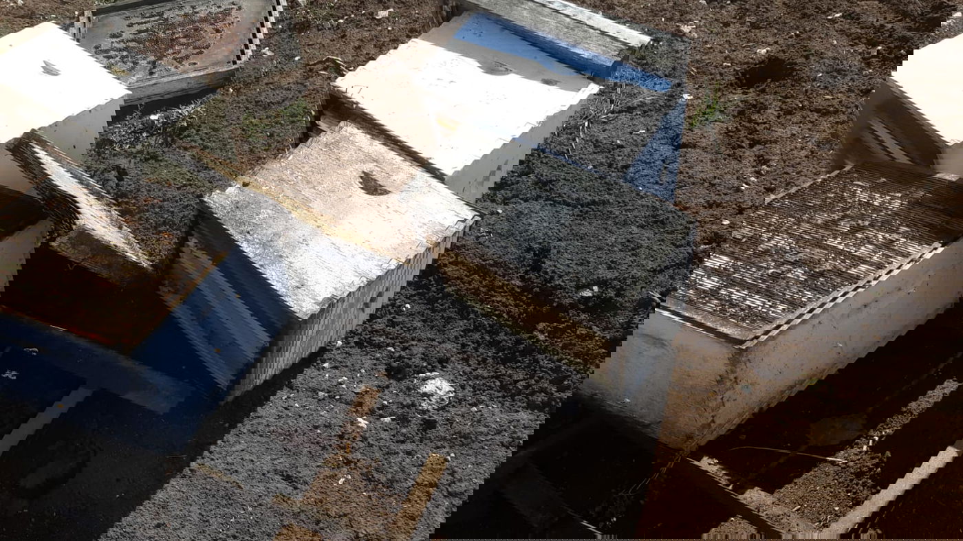 טרור חקלאי בצפון: נזקי ענק לכוורות בגולן