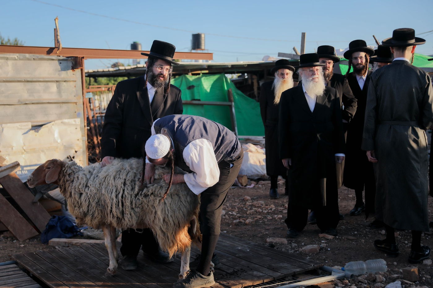 האדמו"ר ממכנובקא-בעלזא ב"ראשית הגז" • תיעוד