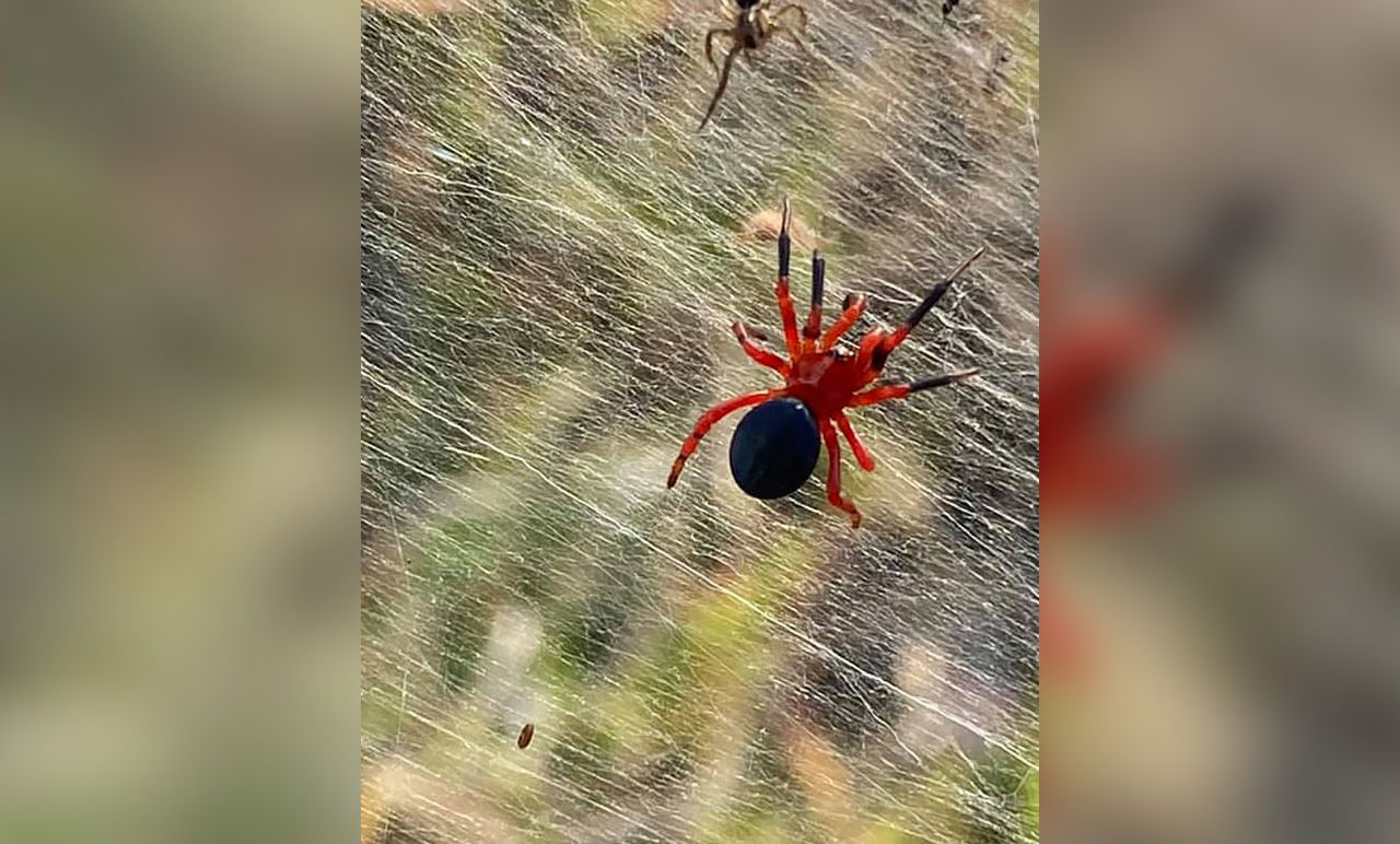 תופעה באוסטרליה: קילומטרים של קורי ענק