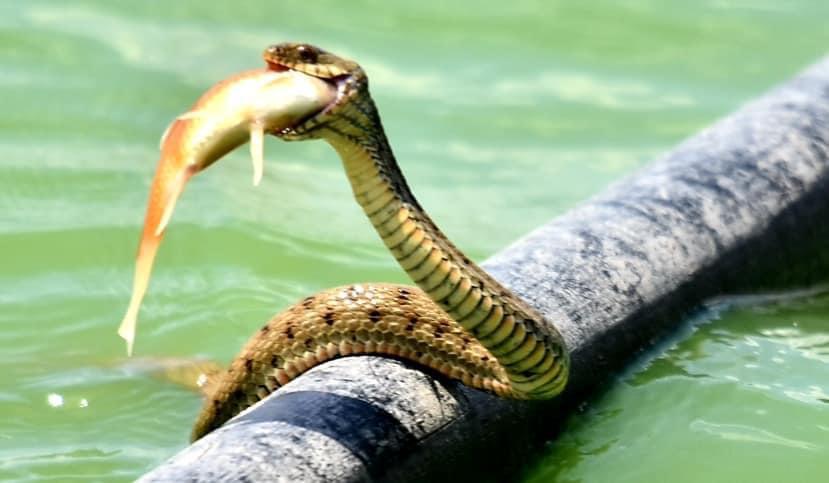מרהיב: נחש מים משובץ תועד צד דג זהב