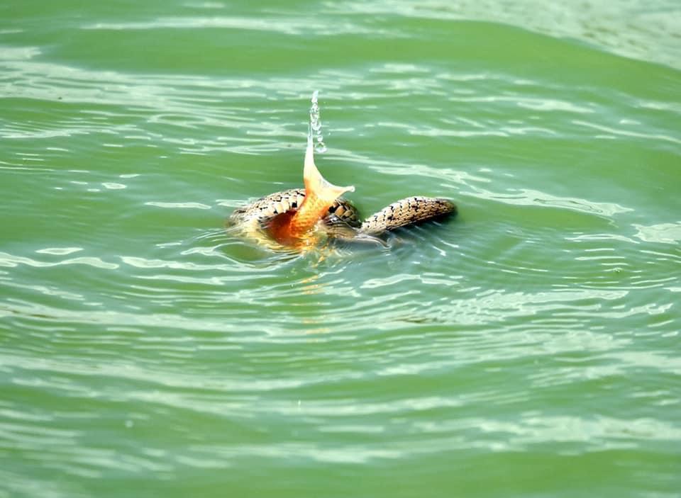 מרהיב: נחש מים משובץ תועד צד דג זהב