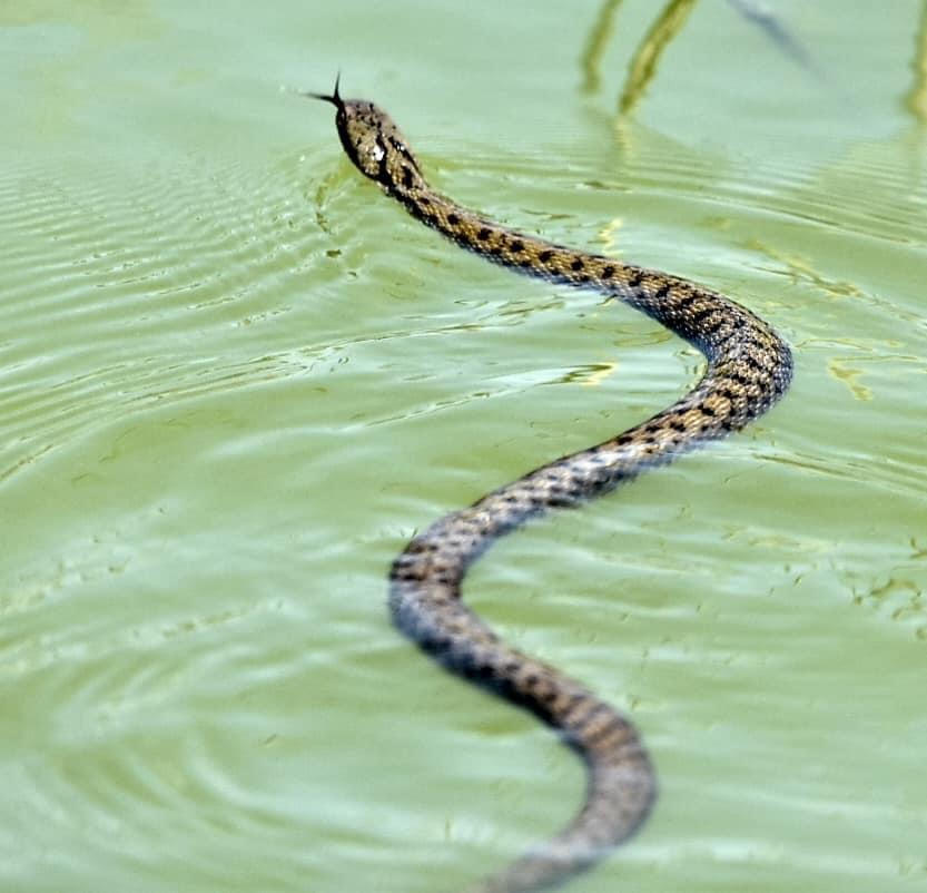 מרהיב: נחש מים משובץ תועד צד דג זהב