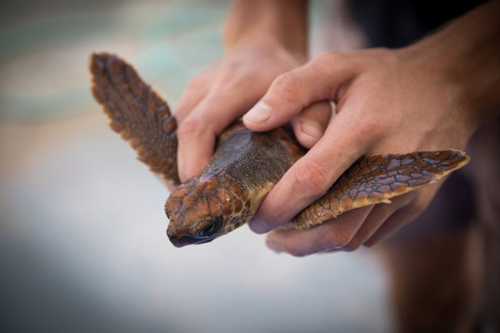 טיפול בבעלי חיים