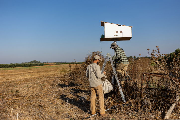 אנשי הרשות לשמירת הטבע מטפלים בקן ינשופים בצפון