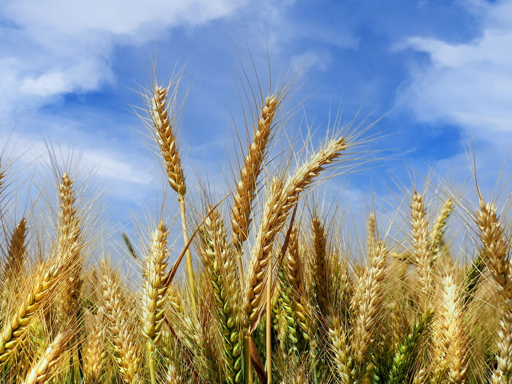 התחזית: רגיל לעונה עם הקלה בעומס החום