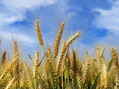 התחזית: רגיל לעונה עם הקלה בעומס החום