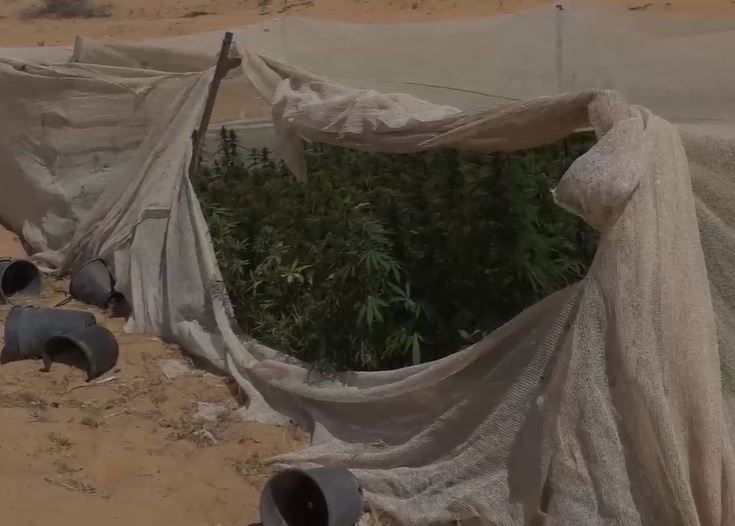 הושמדו 89 שטחי גידול של סמים בשטח אש