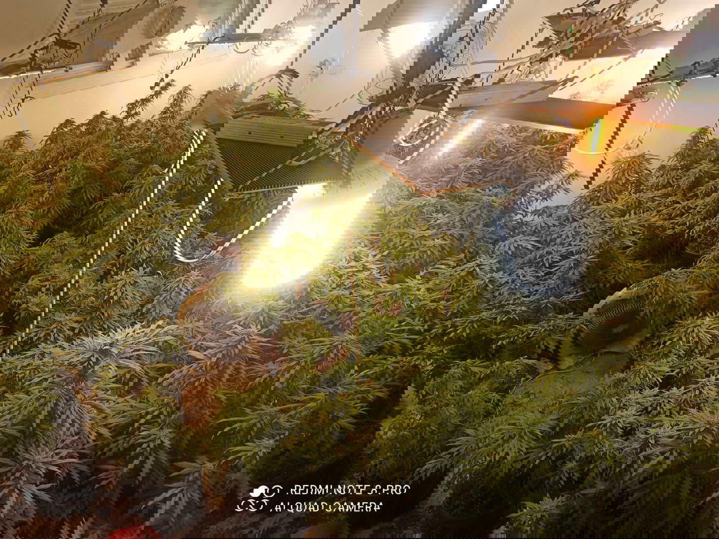 אימה בביתר: החזיק מעבדת סמים וכן חשוד בהצתת רכבים