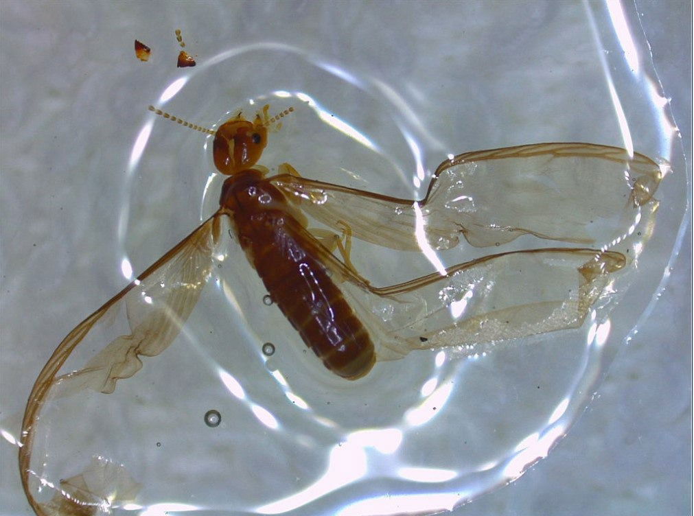 הטרמיט הקירבי