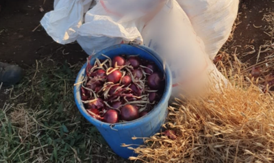 גנב 200 ק"ג של בצל מקיבוץ בצפון ונתפס
