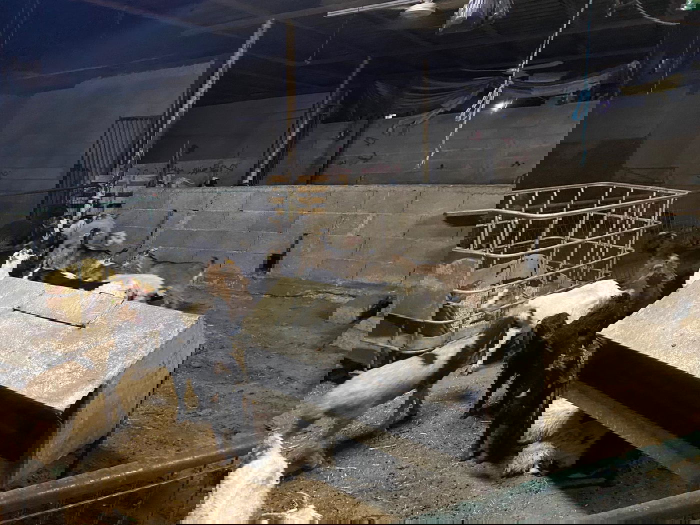 שני ערבים נעצרו בחשד גניבת כבשים ועזים