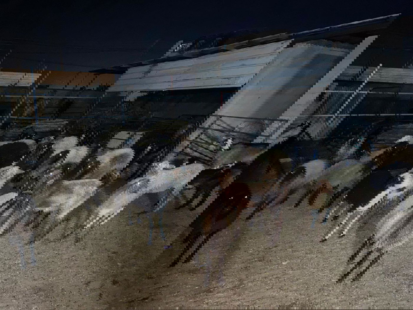 שני ערבים נעצרו בחשד גניבת כבשים ועזים